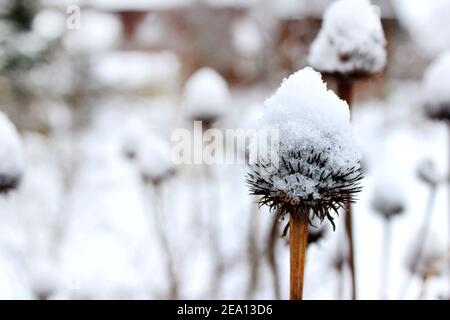 Trockene Blumen im Raureif mit Schneekappen auf einem verschneiten Hintergrund Stockfoto