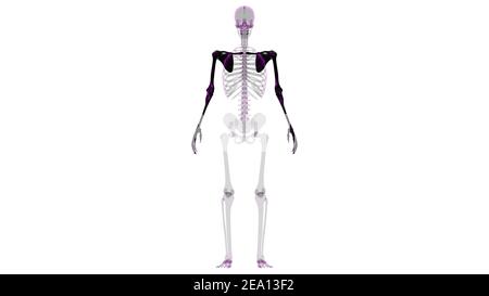 Menschliche Skelett Obere Gliedmaßen Anatomie 3D Illustration Stockfoto