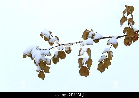 Trockene Blumen im Raureif mit Schneekappen auf einem verschneiten Hintergrund Stockfoto