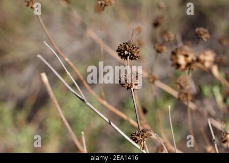 Vakante braune Hochblätter von Black Sage, Salvia Mellifera, Lamiaceae, einheimischer einkliniger Strauch im Topanga State Park, Santa Monica Mountains, Winter. Stockfoto