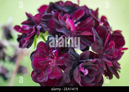 Geranie, Pellargonium Blumen mit schönen dunkelvioletten Blüten Blüten Blüten, grüne Blätter Hintergrund, Home Plants Konzept, Gartenarbeit Stockfoto