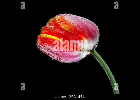 Rote Tulpe bedeckt mit Luftblasen auf schwarzem Hintergrund Stockfoto