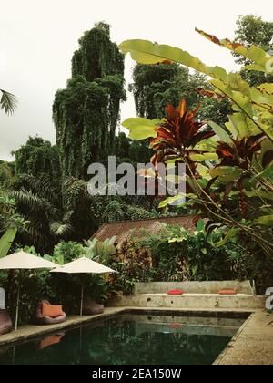 Ein Hinterhof einer modernen privaten Villa mit Schwimmen Der Pool ist von üppigen tropischen Pflanzen umgeben Stockfoto