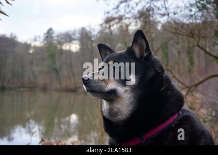 Eine Nahaufnahme von schwarzem Shiba Inu mit Sitzgurt Auf einer Bank vor dem See Stockfoto