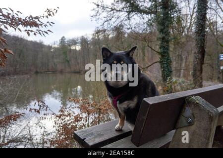 Eine Nahaufnahme von schwarzem Shiba Inu mit Sitzgurt Auf einer Bank vor dem See Stockfoto