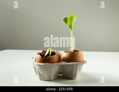 Samenkeimung von Zucchini in Eierschalen auf dem hellen Hintergrund, ökologische Gartenarbeit und Zero Waste Konzept Stockfoto