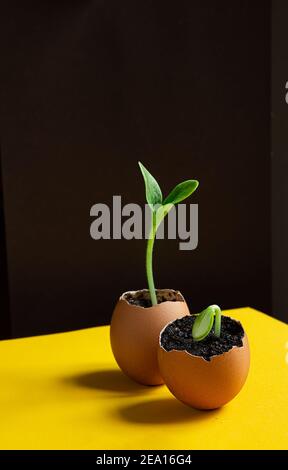 Setzling junge hellgrüne Zucchini sprießt in Eierschalen auf dem schwarzen und gelben Hintergrund, das Konzept der ökologischen Gartenarbeit und Frühling Stockfoto