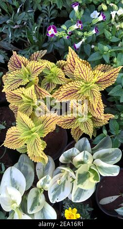 Landschaftlich schöner Blick auf Coleus Pflanzen auch Coleus blumei oder genannt Plectranthus scutellarioides Stockfoto