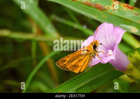 Orange Skipper auf kleinen ipomoea Blatt thront Stockfoto