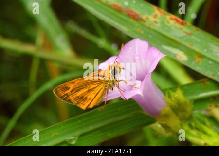 Orange Skipper auf kleinen ipomoea Blatt thront Stockfoto