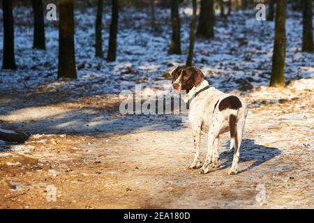 Portrait des alten dänischen Zeigerhundes, der auf dem Weg steht Wald im Winter Stockfoto