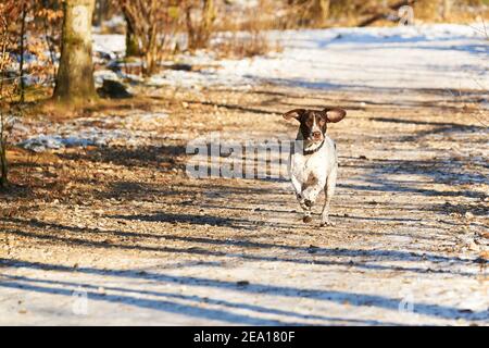 Portrait des alten dänischen Zeigerhundes, der auf dem Pfad läuft Wald im Winter Stockfoto