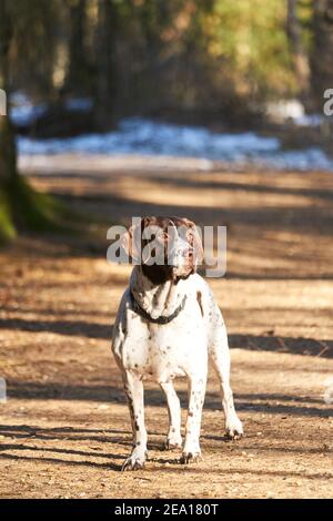 Portrait des alten dänischen Zeigerhundes, der auf dem Weg steht Wald im Winter Stockfoto