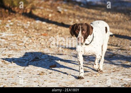 Portrait des alten dänischen Zeigerhundes zu Fuß auf dem Weg in Wald im Winter Stockfoto