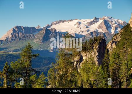 Blick auf die Nordseite der Marmolada Berggruppe, Gletscher. Lärchenbäume (Larix decidua). Trentino-Südtirol. Italienische Alpen. Europa. Stockfoto