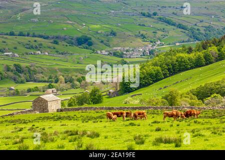 Die Yorkshire Dales im Sommer mit Steinscheunen, Trockensteinmauern und einer Herde Limousin Kühe mit ihren Kälbern in einer grünen Wiese über der Villa Stockfoto