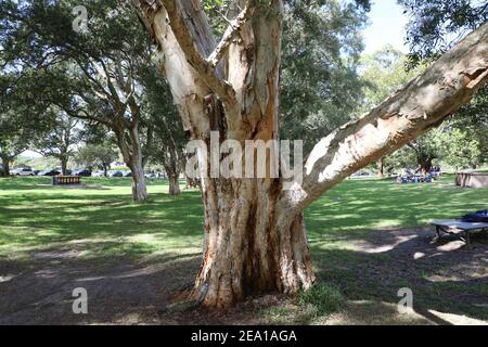 Melaleuca quinquenervia, allgemein bekannt als die breitblättrige Papierbarke, Papierrinde Teebaum, Punk-Baum oder Niaouli, ist ein kleiner bis mittlerer Baum von Stockfoto