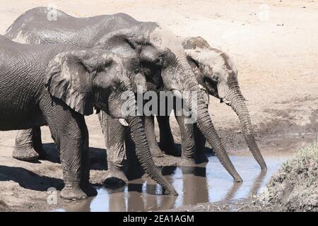 Trio von Mud Covered Elephants bei einem Getränk Wasser im Etosha National Park, Namibia Stockfoto