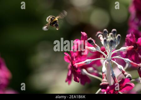 Eine Hummel fliegt in Richtung einer violetten Blüte von Primula Candelabra in Harrogate's Valley Gardens, North Yorkshire, England, Großbritannien. Stockfoto