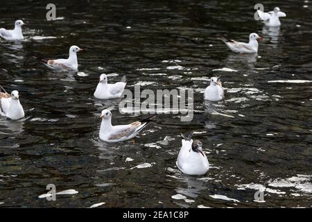 Viele Möwen auf einem Fluss in Zürich, Schweiz. Möwen sind in europäischen Städten häufig vorkommende Weißvögel. Sie können fliegen und schwimmen. Farbfoto. Stockfoto