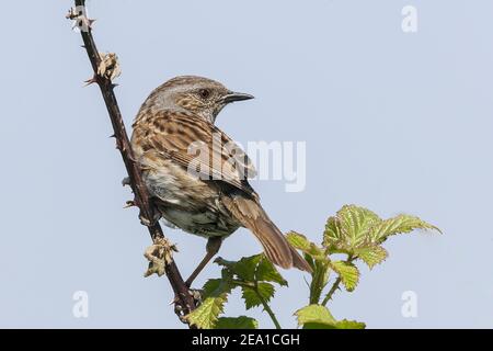 Dunnock oder Heckensperling, Prunella modularis, Single adult thront auf Bramble Bush, Cley, Norfolk, Großbritannien, 29. März 2009 Stockfoto