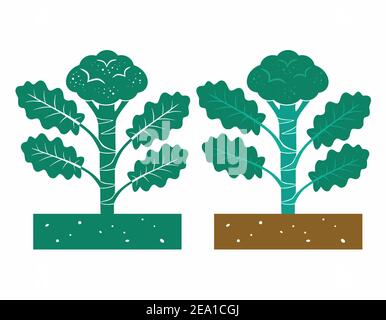 Brokkoli Pflanze mit Blättern und Produkt Stock Vektor