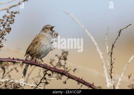 Dunnock oder Heckensperling, Prunella modularis, Single adult singing on Bramble Bush, Cley, Norfolk, Großbritannien, 29. März 2009 Stockfoto