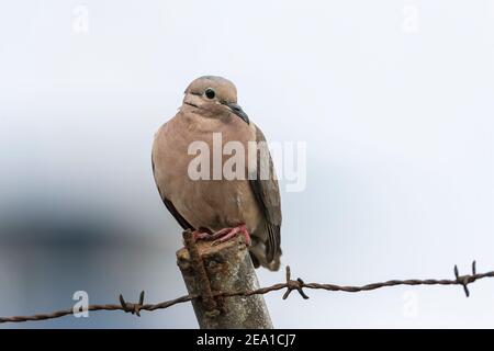 Ohrtaube, Zenaida auriculata, Einzelvogel auf Zaunpfosten, Manta, Ecuador, 8. Januar 2007 Stockfoto