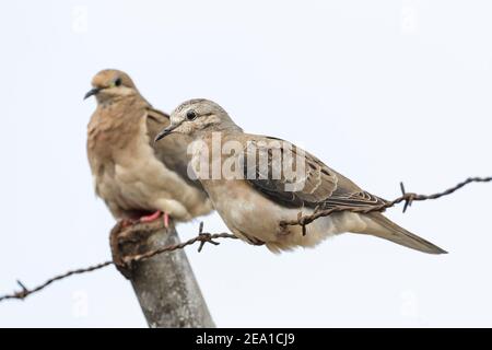 Ohrtaube, Zenaida auriculata, zwei Vögel auf Stacheldraht, Manta, Ecuador, 8. Januar 2007 Stockfoto