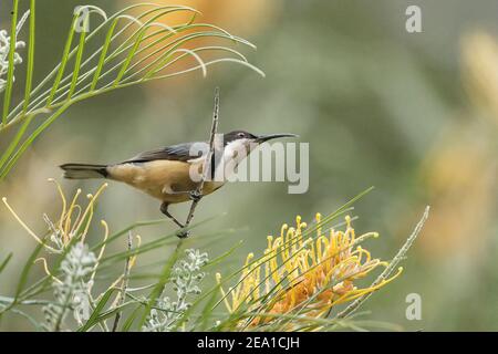 östlicher Spinebill, Acanthorhynchus tenuirostris, Erwachsene, die sich mit Nektar tropischer Blüten ernähren, Queensland, Australien Stockfoto