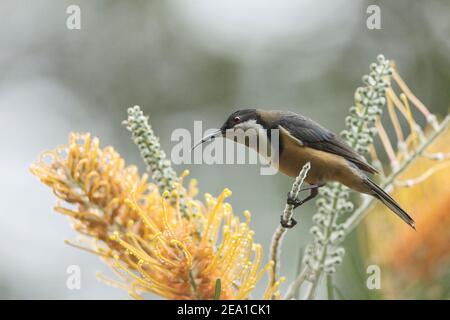 östlicher Spinebill, Acanthorhynchus tenuirostris, Erwachsene, die sich mit Nektar tropischer Blüten ernähren, Queensland, Australien Stockfoto