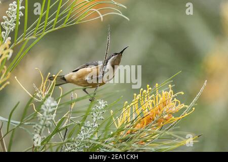 östlicher Spinebill, Acanthorhynchus tenuirostris, Erwachsene, die sich mit Nektar tropischer Blüten ernähren, Queensland, Australien Stockfoto