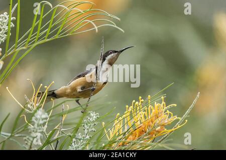 östlicher Spinebill, Acanthorhynchus tenuirostris, Erwachsene, die sich mit Nektar tropischer Blüten ernähren, Queensland, Australien Stockfoto