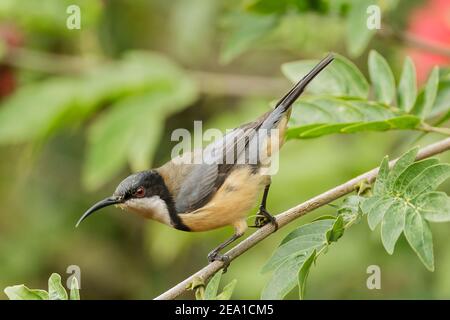 östlicher Spinebill, Acanthorhynchus tenuirostris, Erwachsene, die sich mit Nektar tropischer Blüten ernähren, Queensland, Australien Stockfoto