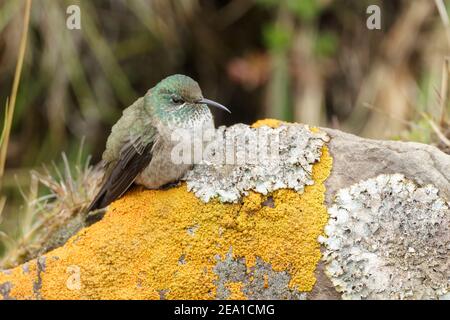 Ecuadorianischer Bergsternkolibri, Oreotropilus chimborazo, alleinerziehend auf Flechten-bedeckten Felsen, Antisana, Andes Ecuador, 6. November 2013 Stockfoto