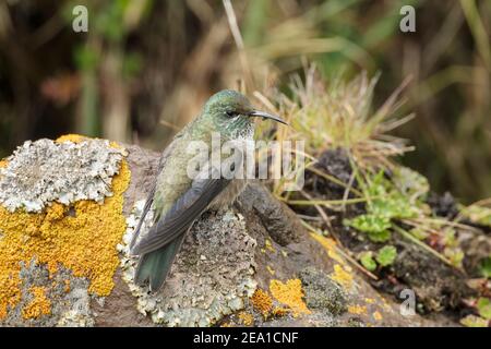 Ecuadorianischer Bergsternkolibri, Oreotropilus chimborazo, alleinerziehend auf Flechten-bedeckten Felsen, Antisana, Andes Ecuador, 6. November 2013 Stockfoto