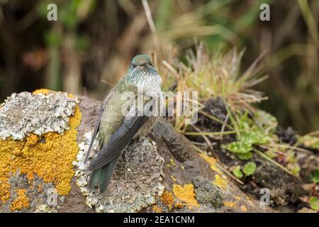 Ecuadorianischer Bergsternkolibri, Oreotropilus chimborazo, alleinerziehend auf Flechten-bedeckten Felsen, Antisana, Andes Ecuador, 6. November 2013 Stockfoto