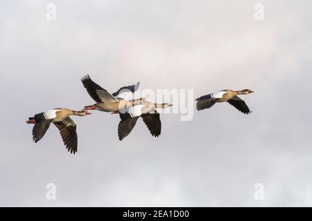 Ägyptische Gans, Alopochen aegyptiaca, Herde von vier Erwachsenen im Flug, Lissabon, Portugal Stockfoto