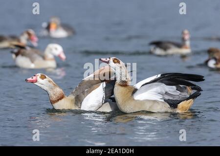 Ägyptische Gans, Alopochen aegyptiaca, zwei Erwachsene schwimmen zusammen auf dem Wasser, Norfolk, Großbritannien Stockfoto