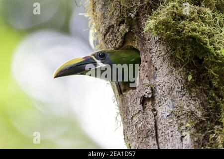 Smaragdtucanet, Aulacorhynchus prasinus, aus dem Nestloch im Baum austretender Erwachsener, Monteverde, Costa Rica, 21. April 2011 Stockfoto