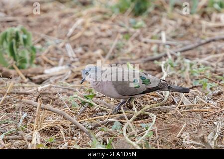 Waldtaube mit Smaragdfleck, Turtur chalcospiolls, Erwachsene, die auf kurzer Vegetation am Boden spazieren, Samburu, Kenia, 29. Oktober 2007 Stockfoto