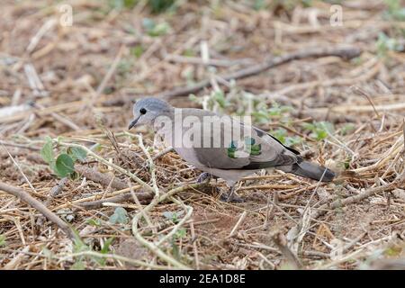 Waldtaube mit Smaragdfleck, Turtur chalcospiolls, Erwachsene, die auf kurzer Vegetation am Boden spazieren, Samburu, Kenia, 29. Oktober 2007 Stockfoto