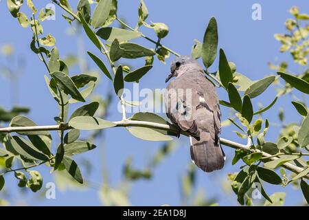 Waldtaube mit Smaragdfleck, Turtur chalcospiolls, Erwachsener in einem Busch, Samburu, Kenia, 29. Oktober 2007 Stockfoto