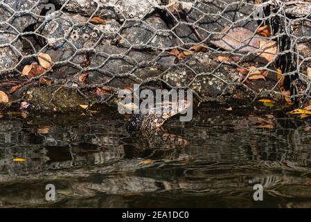 Asiatischer Wassermonitor, Varanus salvato kriecht aus einem Feuchtgebiet in Sri Lanka Stockfoto