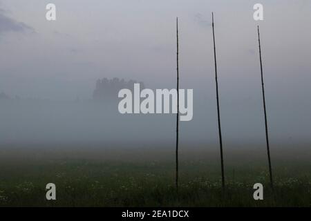 Abendnebel über Sommerwiesen, Arboga, Schweden, Skandinavien. Im Vordergrund sind drei Hopfenstangen. Stockfoto