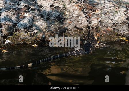 Asiatischer Wassermonitor, Varanus salvato kriecht aus einem Feuchtgebiet in Sri Lanka Stockfoto