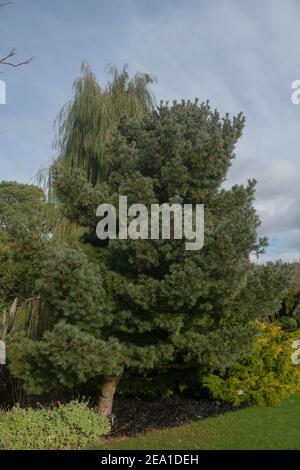 Dunkelgrüner Winterbaum und auf einem Weymouth oder Eastern White Pine Tree (Pinus Strobus 'Kruger's Lilliput'), der in einem Garten in Rural Devon, England wächst Stockfoto