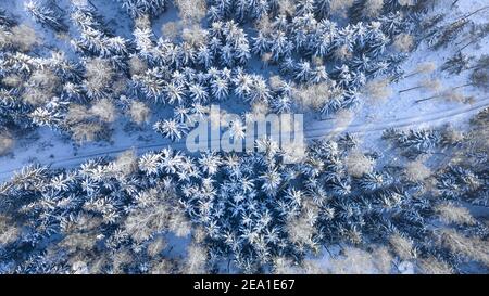 Von oben nach unten Blick auf Landstraße und verschneiten Wald im Winter, Luftaufnahme, Polen Stockfoto