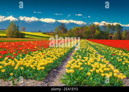 Schönes Natur- und Landschaftskonzept. Erstaunliche verschiedene bunte Tulpenfelder und gelbe Rapsfelder mit hohen schneebedeckten Bergen im Hintergrund, Tran Stockfoto