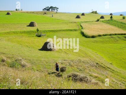 KAMENA GORA - SERBIEN - AUGUST 14: Landwirtschaftliche Arbeiten auf den grünen Feldern des Kamena Gora Hochlandes. 2014 aufnehmen Stockfoto